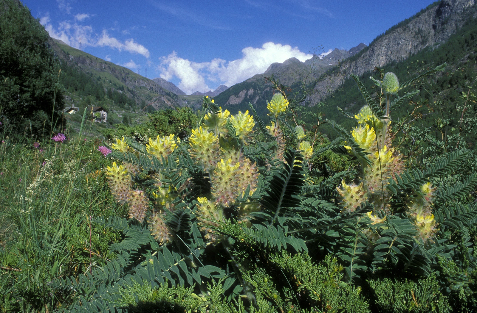Photo Maurizio Broglio - Astragalus alopecurus